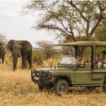 Beyond The Big Five: Discovering Unique Tanzania Safari Experiences