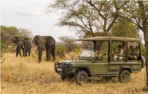 Tanzania Safari Experiences